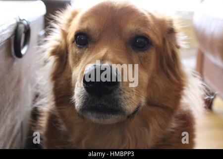 Cute Dog Stockfoto