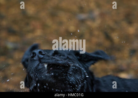 Schwarzer Labrador schüttelt Wasser Stockfoto