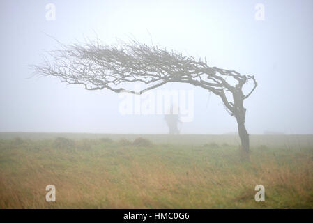 Windswept Baum und Abbildung auf der South Downs in der Nähe von Beachy Head, East Sussex. Stockfoto