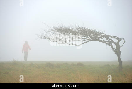 Windswept Baum und Abbildung auf der South Downs in der Nähe von Beachy Head, East Sussex. Stockfoto