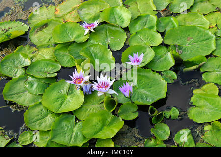 Sommer Teich Seerose mit einem weiß-rosa Blüten. Große grüne Blätter auf dem schwarzen Wasser. Stockfoto