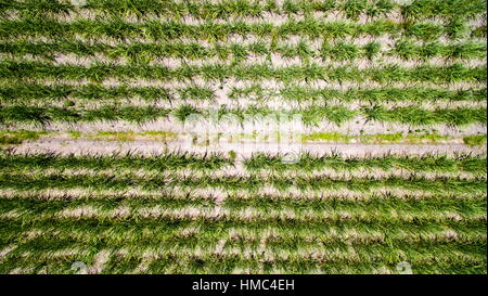 Luftaufnahme, Blick hinunter auf Zuckerrohr Pflanzen wachsen in Reihen am Valdora auf der Sunshine Coast von Queensland, Australien. Stockfoto