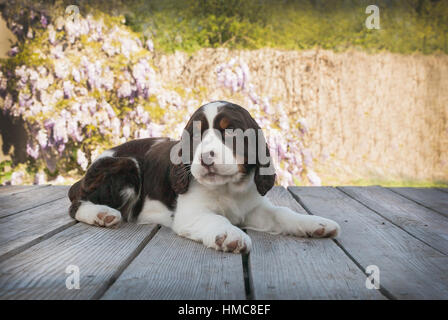 Süße junge Springer Spaniel Welpe Hund legt sich auf dem Holzdeck.  Sie ist braun und weiß mit Schlappohren. Es gibt Weinreben von Glyzinie im Rücken. Stockfoto