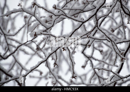 Dieses schwarz / weiß suchen abstrakte Muster ist zufällig und Wellenlinie und recht hübsch.  Es zeigt die Unterseite des schneebedeckten Ästen und catki Stockfoto