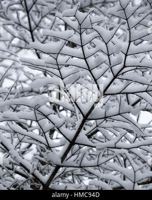 Dieses schwarz / weiß suchen abstrakte Muster ist zufällig und geometrischen und recht hübsch.  Es zeigt die Unterseite des schneebedeckten Ästen und catk Stockfoto