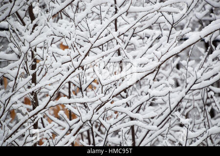 Dieses abstrakte Design ist zufällig und geometrischen und recht hübsch.  Es zeigt die Unterseite des schneebedeckten Äste im Winter. Stockfoto