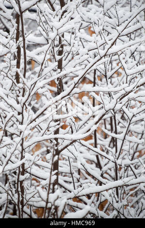 Dieses abstrakte Design ist zufällig und geometrischen und recht hübsch.  Es zeigt die Unterseite des schneebedeckten Äste im Winter. Stockfoto