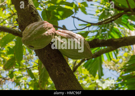 2 Kakaofrüchte wächst in St. Lucia für die Herstellung von Schokolade Stockfoto