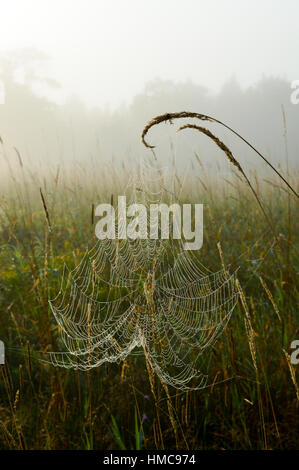 Bäume im Nebel im Hintergrund und das Spinnennetz bedeckt winzigen Wassertröpfchen aus dem Nebel und Tau in der Auenlandschaft. Stockfoto