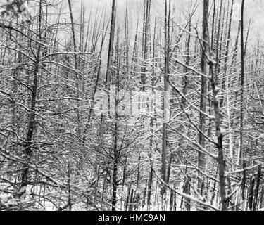 Winter in diesem Sumpf von Ontario. Dieses schwarz / weiße Bild ist geometrische und stark Stockfoto