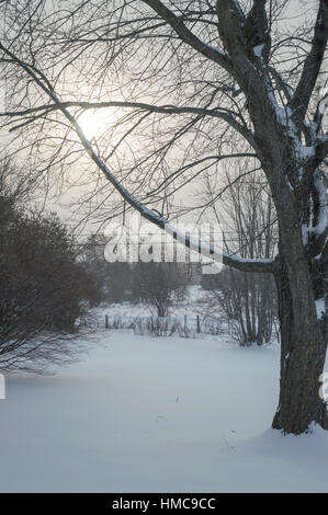 Die dunstige Sonne steigt im Winter durch Schnee beladene Zweige von einem großen Ahornbaum. Stockfoto