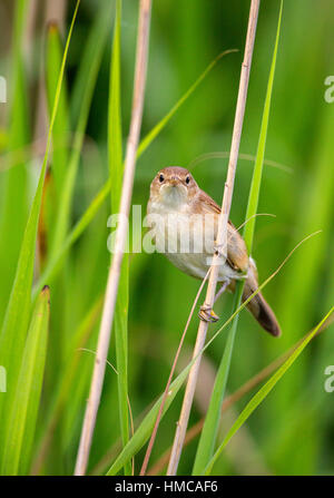 Rohrsänger. Acrocephalus Scirpaceus in Schilf Phragmites. Stockfoto