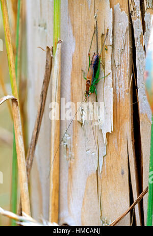 Kurzer winged Conehead Cricket. (Conocephalus Dorsalis). Stockfoto