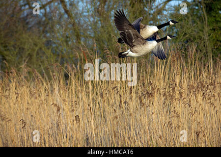 Paar Kanadagans (Branta Canadensis) fliegen tief über dem Schilf. Stockfoto