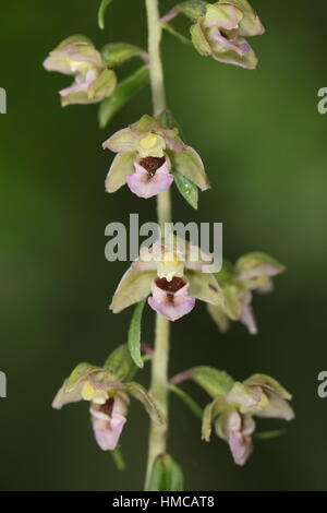 Breitblättrigen (Young) Helleborine (Epipactis Helleborine Youngiana) - eine Variante dieser Orchidee bekannt als Young Helleborine Stockfoto