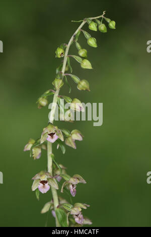 Breitblättrigen (Young) Helleborine (Epipactis Helleborine Youngiana) - eine Variante dieser Orchidee bekannt als Young Helleborine Stockfoto