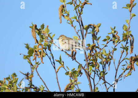 Fitis (Phylloscopus Trochilus) - auf der Frühjahrszug hoch in einem Baum sitzend Stockfoto