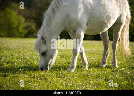 Graues Pferdchen grasen auf einer Sommerwiese an einem sonnigen Abend. Stockfoto