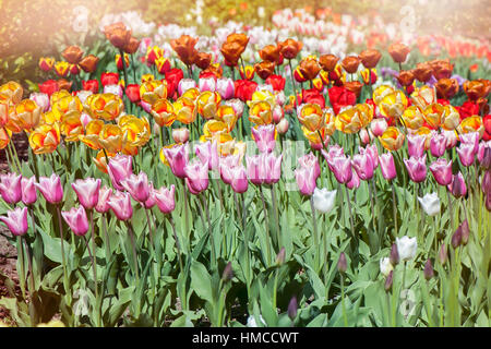 Rot-Orange und rosa lebendige farbige Frühlingsblumen blühende Tulpe auch bekannt als Tulipa. Stockfoto