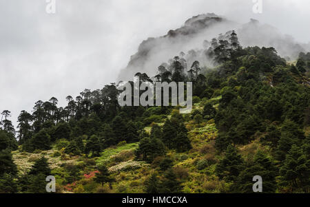 Die bewaldeten Hänge des Himalaya mit Alpenblumen wie Nebel Lifte im Morgengrauen von H229 Autobahn in der Nähe von Bomdila betrachtet. Stockfoto