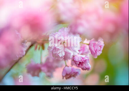 Blühender Kirschbaum Prunus 'Kanzan' japanische Frühlingsblumen rosa Blüte. Stockfoto