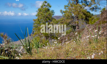 zentralen Gran Canaria, Natur Park Tamadaba, rosige Knoblauch blüht im winter Stockfoto