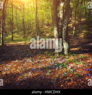 Herbstwald mit Blumen bei Sonnenuntergang. Wunderschöne Landschaft mit grünen Wäldern, gelbe Sonne, Rotes Laub und bunte Blumen Stockfoto