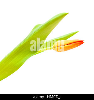 rote und gelbe Tulpen Blumen isoliert auf weißem Hintergrund Stockfoto