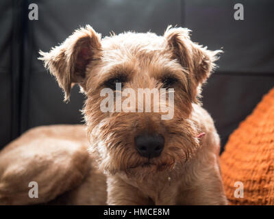 Ein Irish Terrier Hund saß auf einem schwarzen Ledersofa mit einer orange Kissen auf der einen Seite und eine Hundedecke auf der anderen Stockfoto