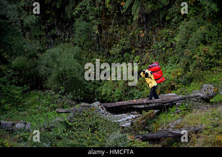 Männliche nepalesischen Porter tragen Taschen über Log-Brücke in der Nähe von Annapurna Base Camp (ABC) Annapurna Sanctuary, Himalaya, Nepal, Asien. Stockfoto