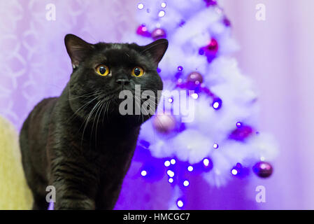 Schwarze britische Katze posiert für die Kamera Stockfoto