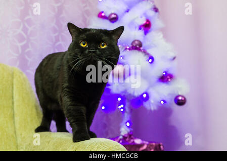 Schwarze britische Katze posiert für die Kamera Stockfoto