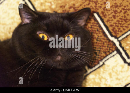 Porträt einer schwarzen britischen Katze mit orangefarbenen Augen im studio Stockfoto