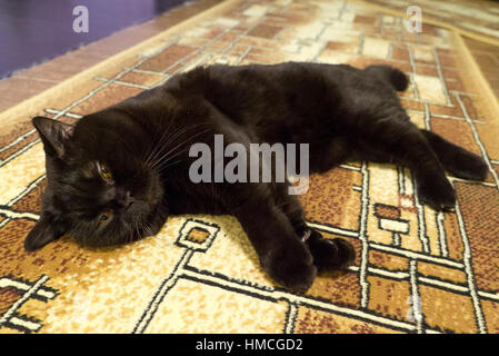 Schwarze britische Katze schläft auf Etage Stockfoto