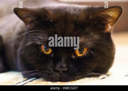 Porträt einer schwarzen britischen Katze mit orangefarbenen Augen Stockfoto