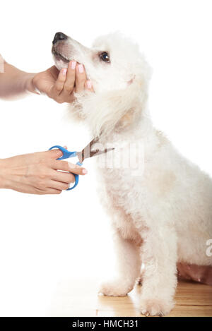 französischen Pudel Hundehaare schneiden mit der Schere auf weißem Hintergrund Stockfoto