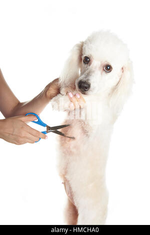 weiße französische Pudelhund, Haare schneiden auf Tisch Stockfoto