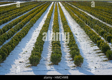 Schneebedeckte Zeilen in eine Gärtnerei mit geformten Buchsbaum. Stockfoto