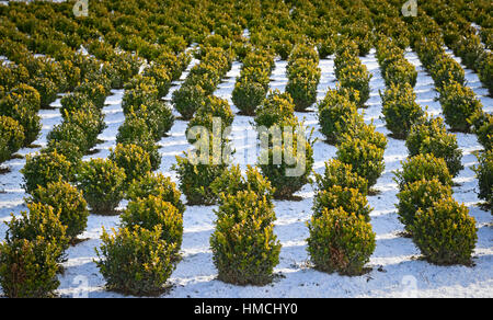 Schneebedeckte Zeilen in eine Gärtnerei mit geformten Buchsbaum. Stockfoto