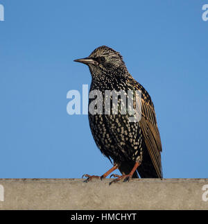Starling Vogel (Sturnus Vulgaris) Erwachsenen stehen thront auf einem Dach in Dorset, Großbritannien Stockfoto