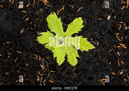 Ein einziges grünes Blatt einer neuen Pflanze wächst aus dem verbrannten Boden eines letzten Waldbrandes im Norden von British Columbia, Kanada Stockfoto