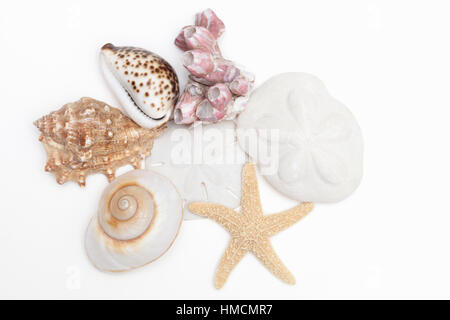 Eine Sammlung von Muscheln - einer Kauri, Moon Shell, Muschel, Seepocken, Seesterne, Sanddollars und Meer Keks auf weißem Hintergrund. Stockfoto