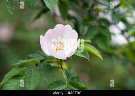 Rosa Canina, allgemein bekannt als die Hundsrose auf einem Busch in Wäldern, UK Stockfoto