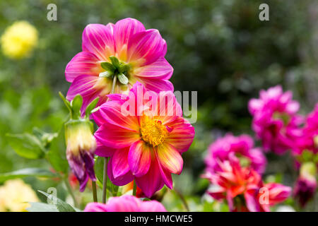 Dahlie (Dahlia pinnata), rosa, roten und gelben Blumen im Garten, Campos do Jordao, Staat Sao Paulo, Brasilien Stockfoto