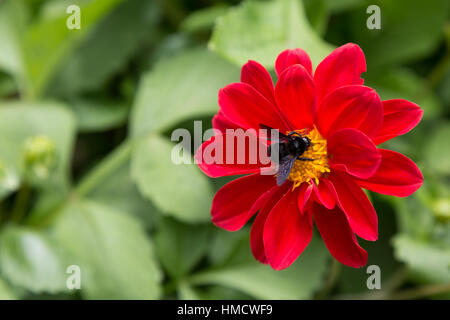 Dahlie (Dahlia pinnata), rote Blume mit Carpenter Bee (Xylocopa sp.) im Garten, Campos do Jordao, Staat Sao Paulo, Brasilien Stockfoto