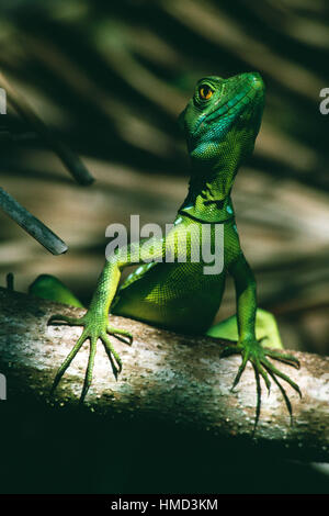 Juvenile Männchen grün Basilisk (Basiliskos Plumifrons), Nationalpark Tortuguero, Costa Rica Stockfoto