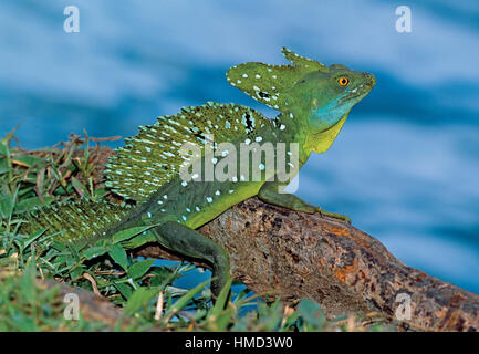 Männliche grün Basilisken (Plumifrons Basiliskos) neben Nationalpark Tortuguero-Kanal Karibikküste Costa Rica. Stockfoto