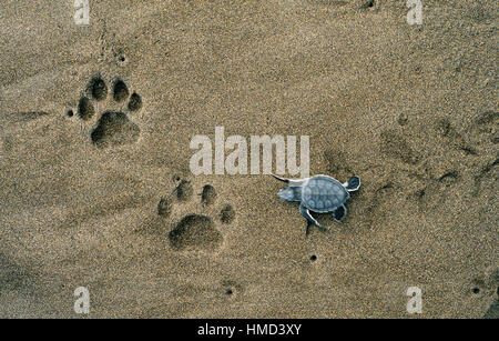 Grüne Schildkröte Jungtier (Chelonia Mydas) Jaguar (Panthera Onca) Fußabdrücke am Strand vorbei. Nationalpark Tortuguero, Costa Rica. Stockfoto