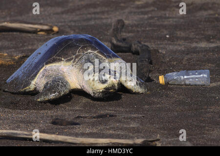 Weibliche Olive Ridley Turtle (Lepidochelys Olivacea) am Strand, Schachteln und neben Plastikflasche während einer Arribada. Ostional Wildlife Refuge, Guanacast Stockfoto