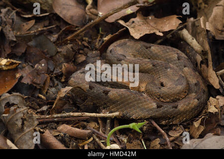 Schwein-gerochene Grubenotter (Porthidium Nasutum) getarnt auf Waldboden. Regenwald, La Selva biologische Station, Costa Rica. Stockfoto